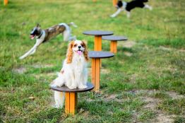 playground lars laj dog