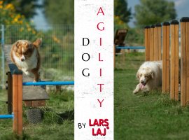 Agility: Fun and training on dog’s playground