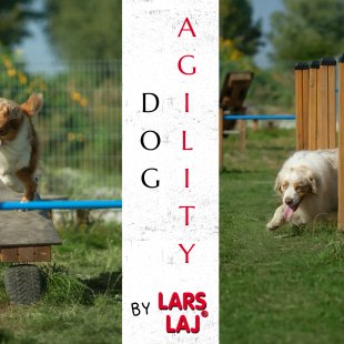 Agility: Fun and training on dog’s playground