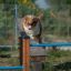 Dog jumping over blue bars of Agility Jump Bars Set in a park.