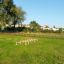 Outdoor agility course featuring Agility Mini Jump Bars on green grass.