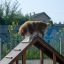 Dog climbing Agility A-frame Ramp.