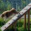 Dog using Agility A-frame Ramp in an outdoor setting.