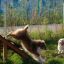 Two dogs playing on an Agility A-frame Ramp in a grassy area.