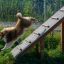 Dog running up Agility A-frame Ramp in a park.