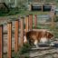 Dog navigating Agility Weave Poles.