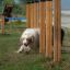 Dog navigating through Agility Weave Poles in outdoor training area.
