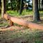 Wooden balance beam playground equipment Ramp in a forest setting