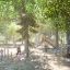 Outdoor playground featuring Captain’s Bridge Eco play structure with children playing among trees.