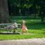 Children playing on Merry-Go-Round playground equipment in a park.