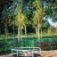 Merry-Go-Round playground equipment in a sandy area with a green park background.