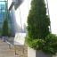 Bench next to potted pine tree in urban setting.