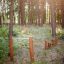 Outdoor fitness equipment Cape Code in a forest setting.