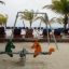 Swing Metal Frame (single swing, wide) by the poolside with palm trees in the background